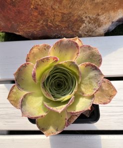 Aeonium Aurea x Aeonium hierrense
