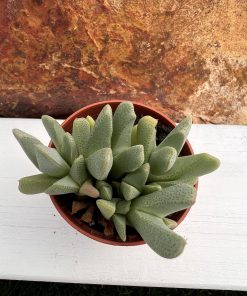 cheiridopsis Bolealis