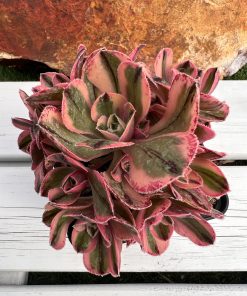 Aeonium Marnier l'apostolle variegata