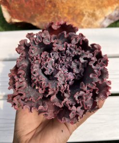 Echeveria Jane naylor