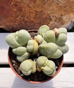 Gibbaeum heathii