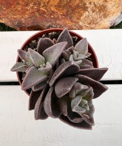 Lenophyllum Guttatum