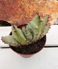 Aloe Aculeata
