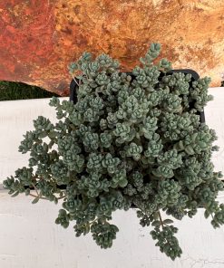 Sedum Dasyphyllum ‘minor’