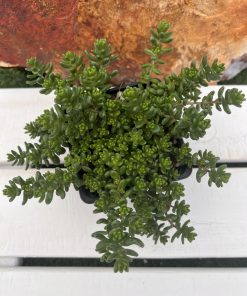 Sedum album ‘Athoum’