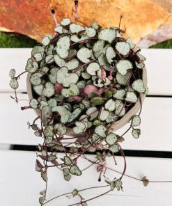 Ceropegia Woodii  'Silver’