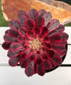 Aeonium Zwartkin variegata
