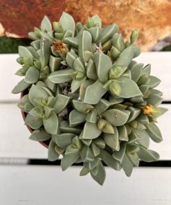 Faucaria bosscheana