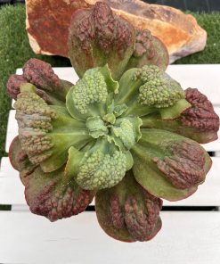 Echeveria Cloe