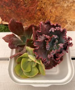 Conjunto echeverias cortes
Echeveria Gorgon’s grotto
Echeveria ‘Diamond state’
Echeveria Enfant variegata