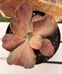 Echeveria Suyon frill variegated