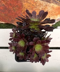 Aeonium Tip top