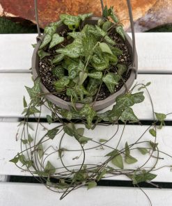Ceropegia woodii 'String of Arrows’