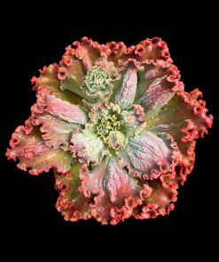 Echeveria Captain marvel