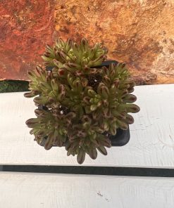 Aeonium x loartei