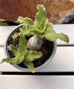 Ledebouria concolor