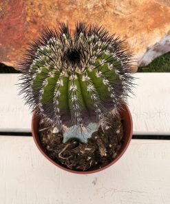Uebelmannia pectinifera