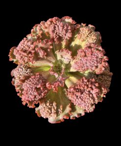 Echeveria Galaxy crown