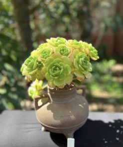Aeonium Lily Pad