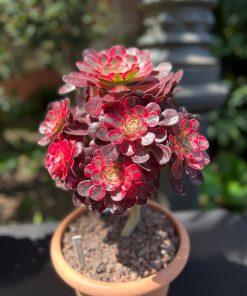Aenium cornish rose variegated