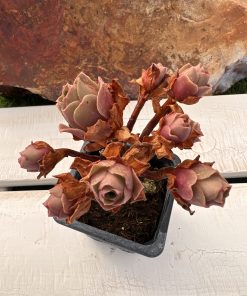 Aeonium x voggenreiteri