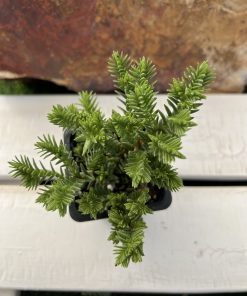 Crassula dependens
