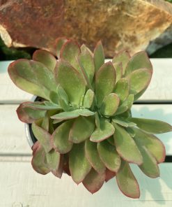 Echeveria Undulata cristata