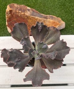 Echeveria Nikita