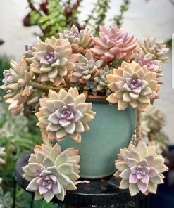 Graptosedum Ghosty