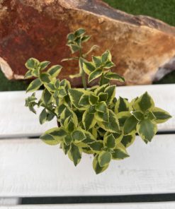 Crassula Sarmentosa variegated