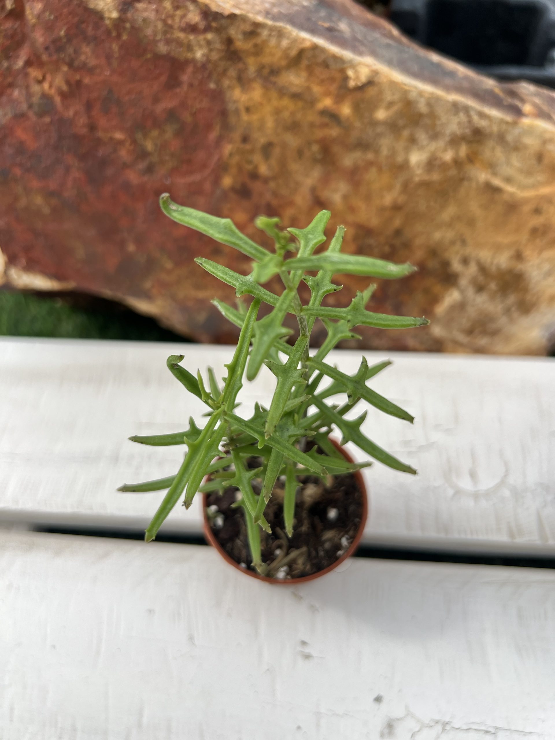 Kalanchoe BEAUVERDII - Imagen 2