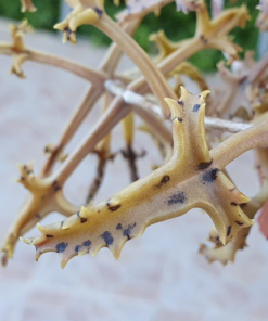 Kalanchoe BEAUVERDII