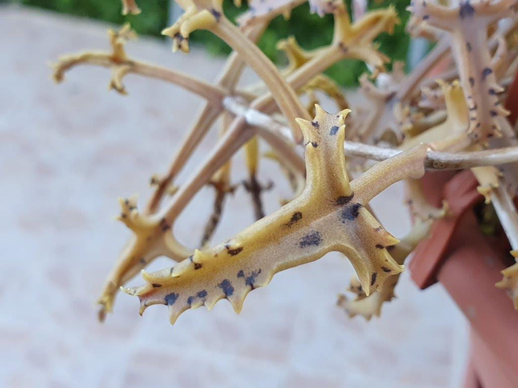 Kalanchoe BEAUVERDII