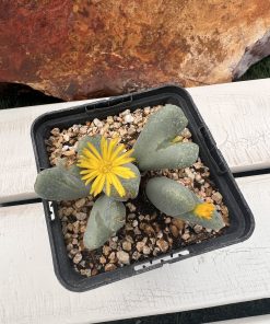 Conophytum bilobum