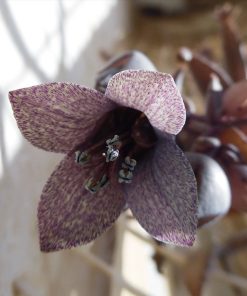 Kalanchoe BEAUVERDII