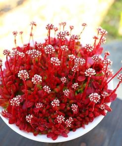 Crassula Pubescens -red carpet