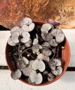 CEROPEGIA Woodii ‘silver’