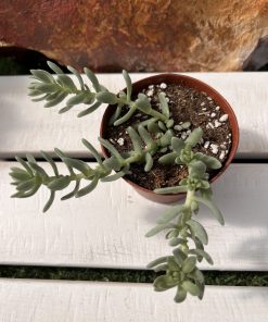 Sedum Hemsleyanum o Collar de princesa