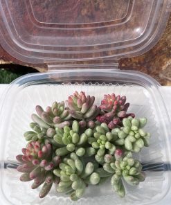 Sedum Rubrotictum ‘aurora’