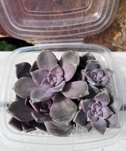 Graptopetalum snow white
