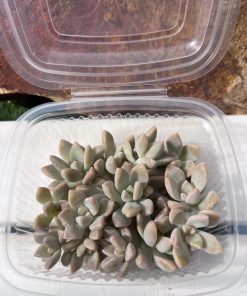 Graptosedum nuit blanche