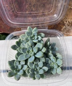 Sedum Clavatum