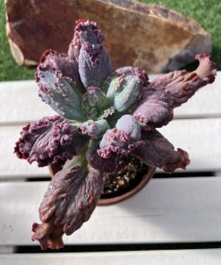 Echeveria moonstone