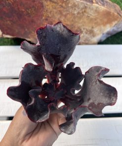 Echeveria Valentine