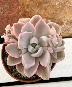 Graptoveria ‘Mrs Richard’ variegata