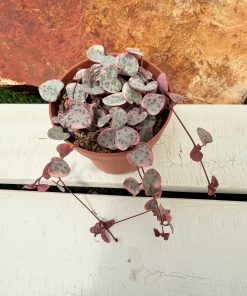 Ceropegia woodii variegated
