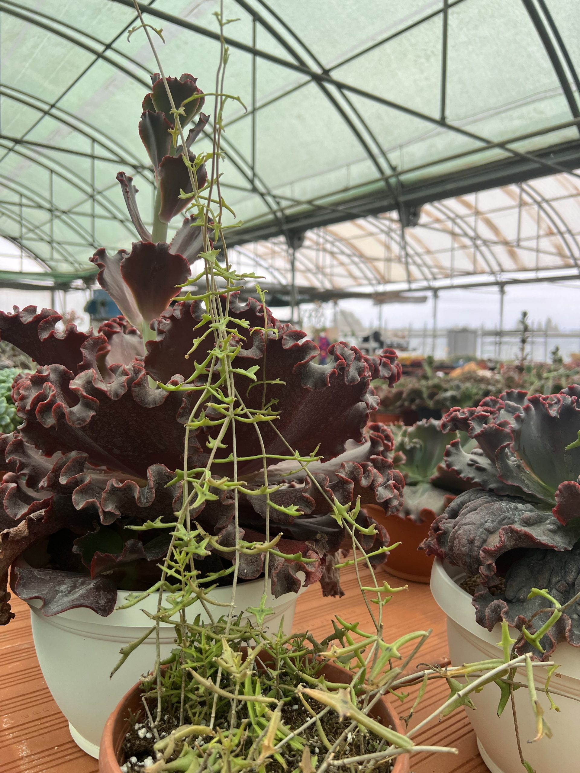 Kalanchoe BEAUVERDII - Imagen 5
