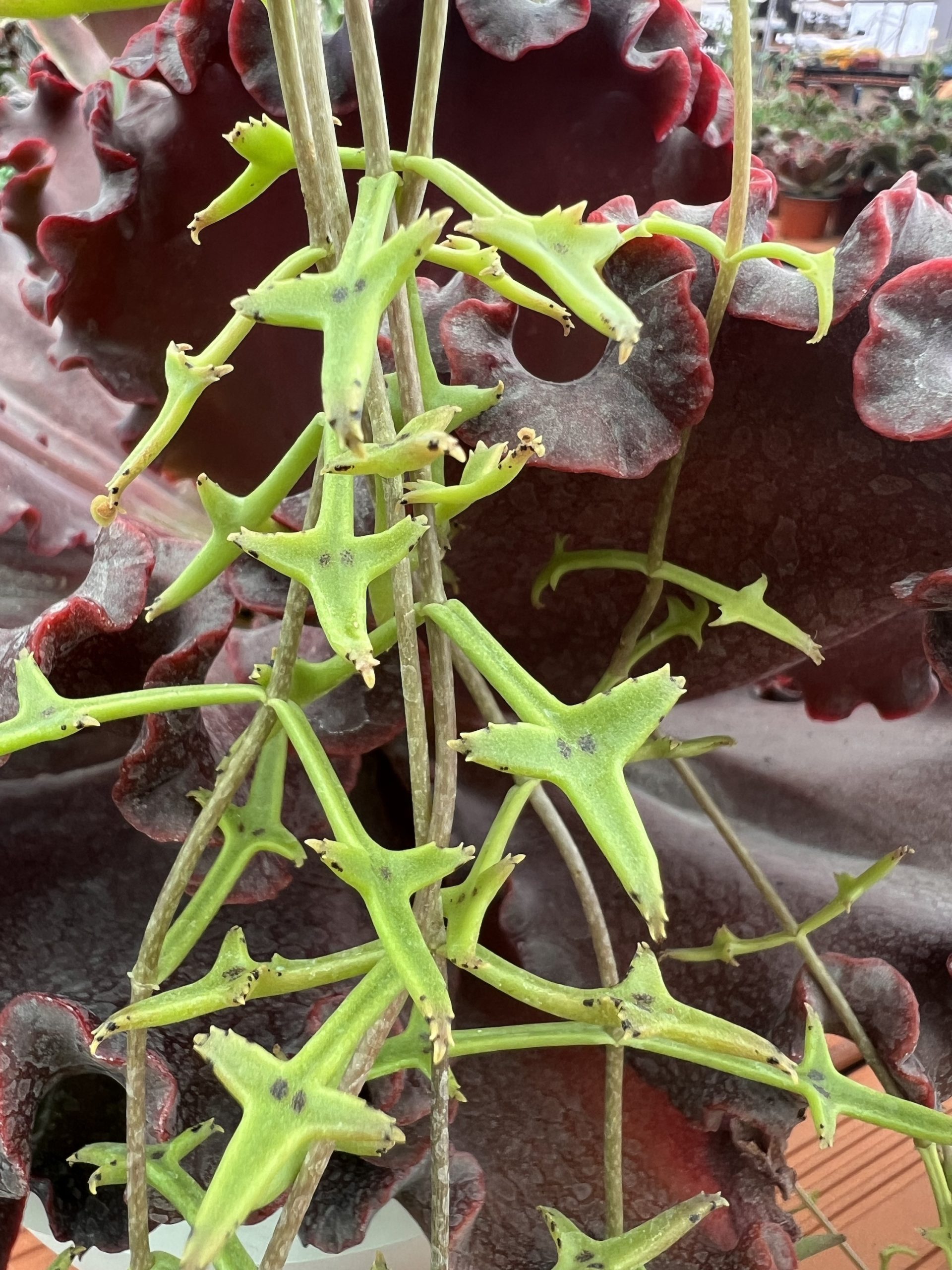 Kalanchoe BEAUVERDII - Imagen 4