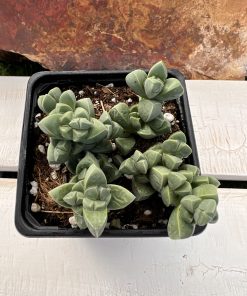 Delosperma Lehmannins
