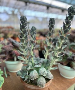 Echeveria Missing